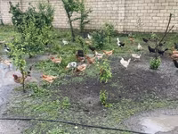 Chickens — foto 5
