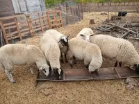 แกะตัวเมีย, Suffolk sheep — รูปภาพ 2