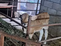 Krava, Swiss cattle — foto 4