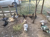Ducks — Foto 3