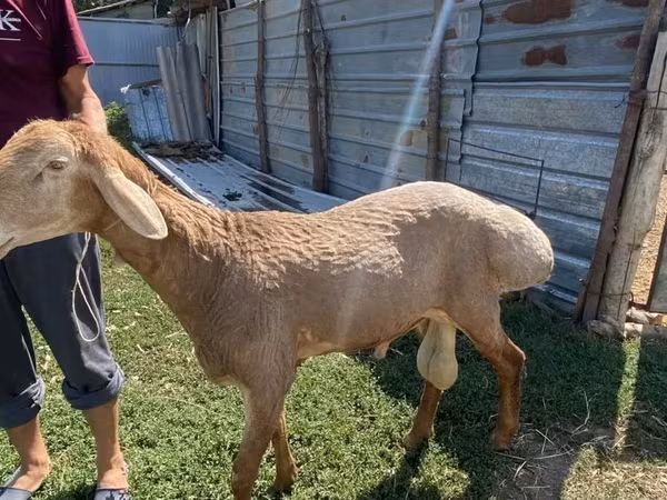 Edilbay sheep