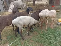 Får, Edilbay sheep — foto 7