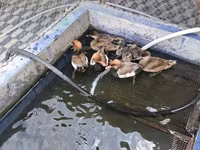 Ducks — 3-rasm