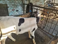 Bò đực, Giống Holstein — ảnh 2
