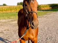 Aygʻir, Quarter Horse — 4-rasm