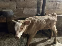Vaca, Ganado vacuno — foto 1