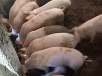 Eber, Schweine — Foto 8