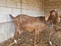 Capra, Nubian Goat — foto 4
