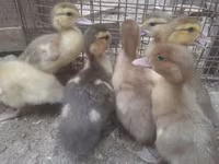Ducks — 사진 5