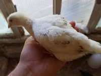 Chickens — 사진 4