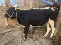 பசு, Russian Black pied cattle — புகைப்படம் 3