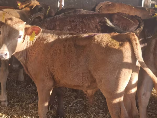 Toro, Simmental cattle