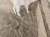 بز (گروه، جنسیت مشخص نشده), بز — عکس 1