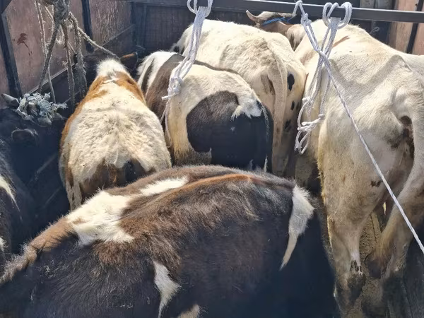 Bull, Cattle — Moldova