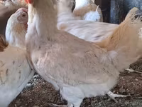 Chickens — عکس 1