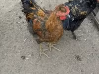 Chickens — foto 2