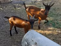 Ziege, Alpine goat — Foto 4