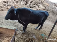 公牛, Cattle — 照片 5