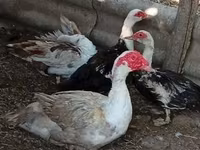 Ducks — foto 1