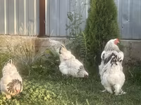 Brahma — foto 8