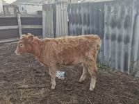 Vacă, Bovine — foto 1