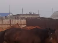 Kuda betina, Horses — foto 2