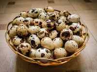 Quails — zdjęcie 2