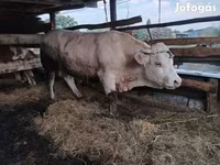 雄牛, Charolais cattle — 写真 3