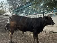 گاو نر, Swiss cattle — عکس 1