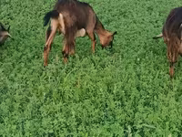 Kambing betina, Goats — foto 6