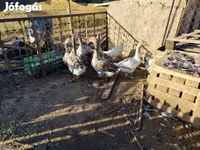 Geese — լուսանկար 3