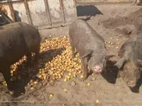 Varkens (partij, geslacht niet gespecificeerd), Дюрок — foto 4