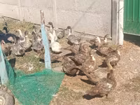 domácí kachna pižmová — foto 3