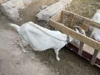 عنزة, Saanen goat — الصورة 3