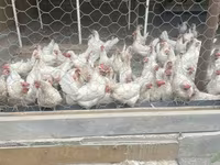 Leghorn — Foto 7