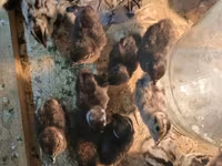 Chickens — عکس 3
