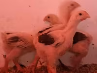 Chickens — புகைப்படம் 2