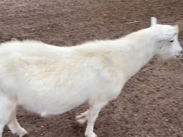 Billy Goat, Saanen goat — Kazakhstan