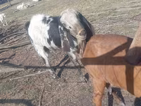 Kozioł, Nubian Goat — zdjęcie 2