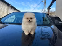 Pomeranian (Spitz) balası – krem/ağ rəngli, tükləri çox sıx və yumşaq — تصویر 1