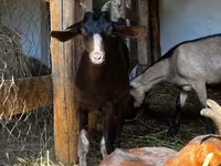 Արու այծ, Nubian Goat — լուսանկար 6