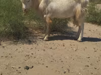 بز نر, بز — عکس 1