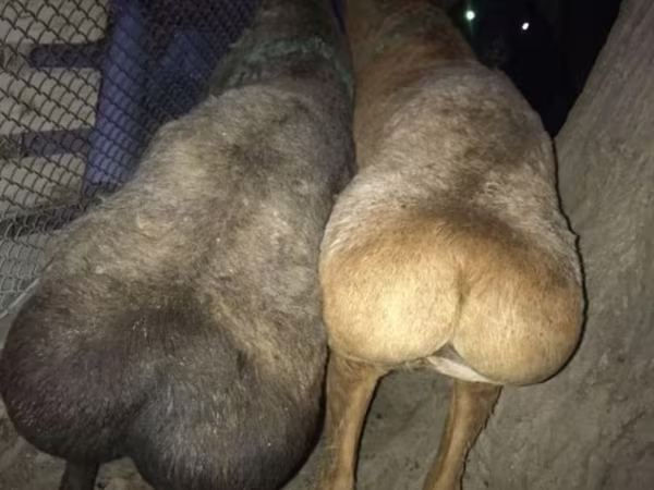 Kambing jantan, Sheep