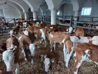 گاو نر, Simmental cattle — عکس 6