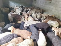 مینڈھا, بھیڑیں — تصویر 7