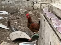 Chickens — акс 2