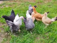 Chickens — 사진 1