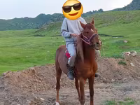 Aygır, Anglo-Arabian — foto 4