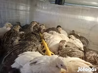 Quails — عکس 3