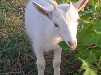 Dişi keçi, Saanen goat — foto 3